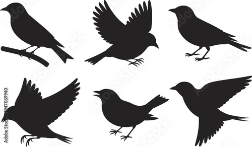 Crow bird silhouettes vector collection, flying and perched black crows set, wildlife nature bird shapes isolated, flat vector illustration