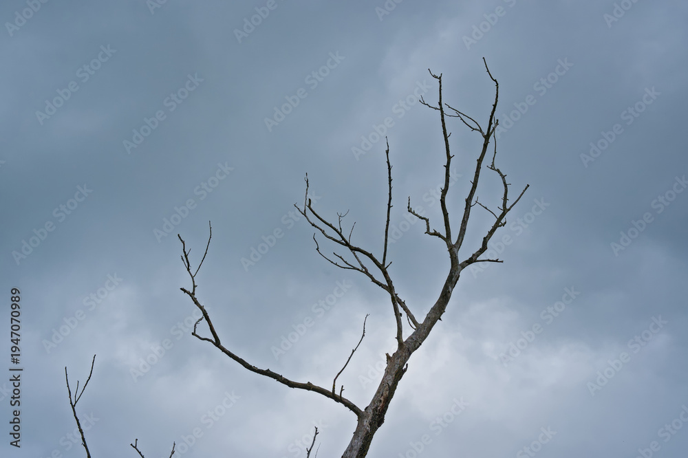 Obraz premium branches of a bare dead tree against dark stormclouds, low angle view 