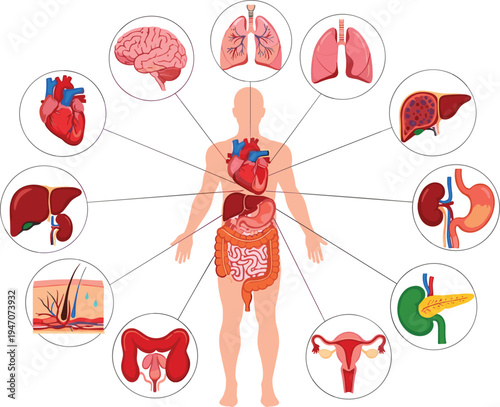 Human anatomy internal organs infographic vector illustration, labeled brain heart lungs liver stomach kidneys pancreas reproductive system medical education diagram