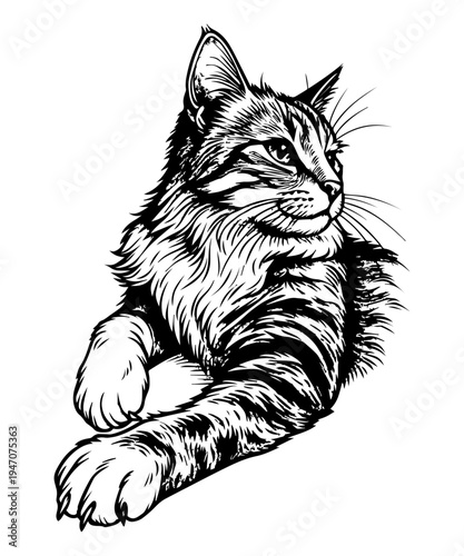 Realistic Cat Portrait Hand Drawn Black and White Illustration