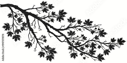 A detailed illustration of a tree branch with leaves extending outward