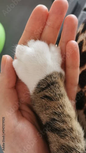 Cat paw resting in human hand shows connection between pets and their owners during a quiet moment at home in the afternoon light
