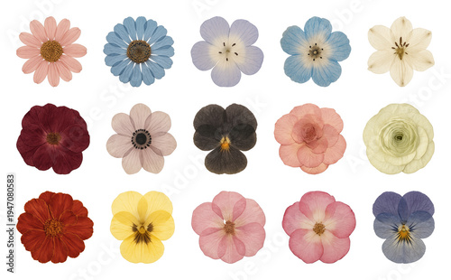 PNG Colorful pressed flowers collection, transparent background