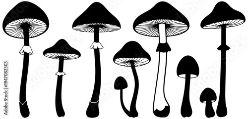 Variety of wild mushrooms in different shapes and sizes