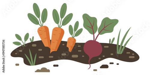 Cartoon illustration of carrots and beet growing in soil with green leaves vegetable root vegetable