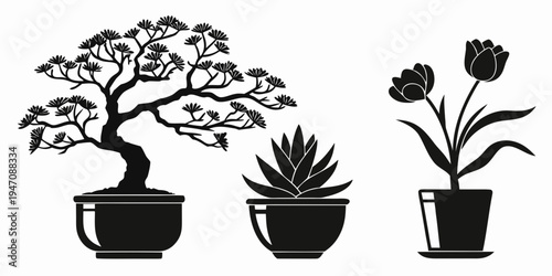 Three distinct potted plants including a bonsai tree and a succulent.