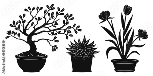 Three distinct potted plants arranged in a row, showcasing diverse flora.