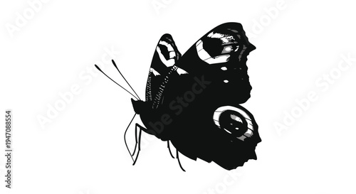 A striking black and white image depicts a butterfly in profile showcasing intricate wing patterns a captivating silhouette
