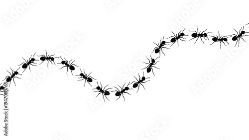 Long line of black ants crawling across a plain white background representing hard work cooperation and systematic movement.