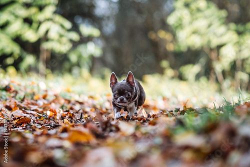 Small chocolate chihuahua puppy walking on autumn leaves in a beautiful forest