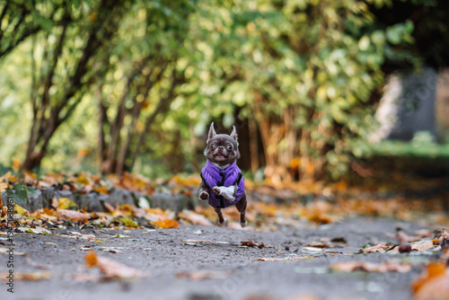 Funny small chihuahua dog in purple vest jumping on autumn path in the forest