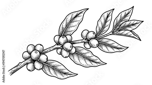 Coffee cherry branch with leaves vector engraving style on white isolated background for beverage packaging design
