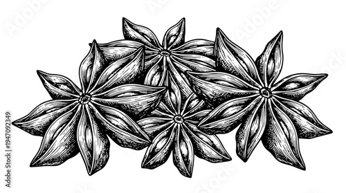 Star anise spice cluster vector engraving style on white isolated background for culinary packaging label design
