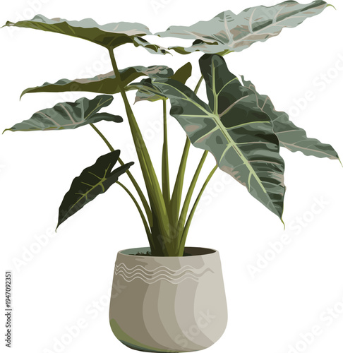Large green elephant ear plant in a decorative pot on a white background alocasia potted plant