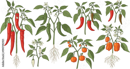 Chili Pepper Plant Illustrations Set with Different Stages of Growth and Various Pepper Varieties for Gardening and Agriculture Designs