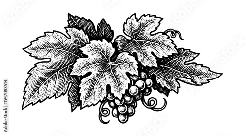 Grape leaves and grape cluster vector engraving style on white isolated background for wine label packaging design