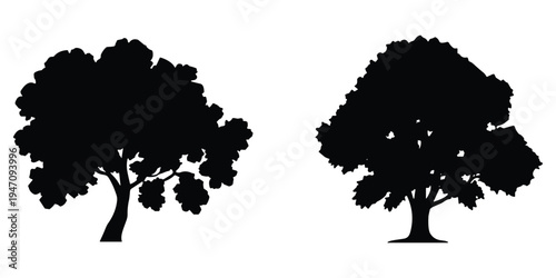 Silhouette of two deciduous trees with full foliage on a white background leaves