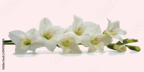 White Orchids and Buds with Green Stems on a Pale Pink Background Keywords: white orchids, orchid flowers, floral arrangement