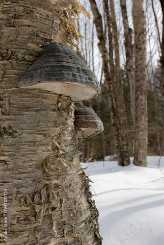Horse Hoof polypore fungi on a birch tree in a forest in Muskoka Ontario