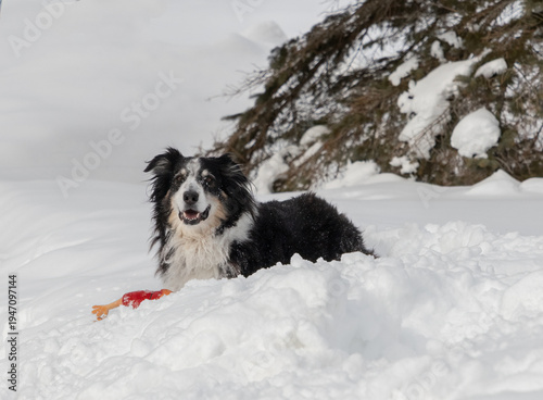 Australian Shepherd Collie in deep snow with a rubber chicken toy