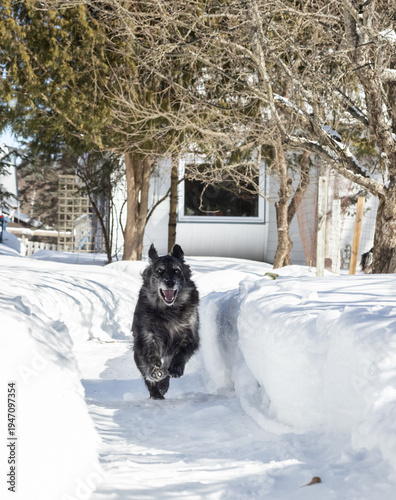 Australian shepherd golden retriever crossbreed running through a snow-covered yard