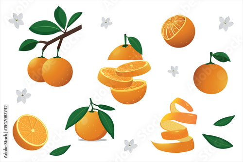 Fresh orange fruit vector set. Sliced citrus, zest peel and orange branches with leaves for juice packaging and food design.