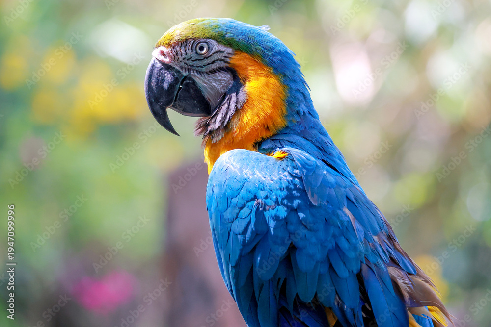 Obraz premium Close up head the Blue macaw parrot bird in garden