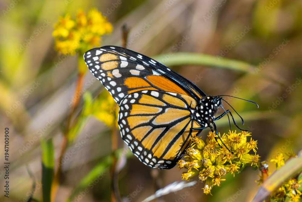 Obraz premium Monarch Butterfly Feeding from Goldenrod Flowers
