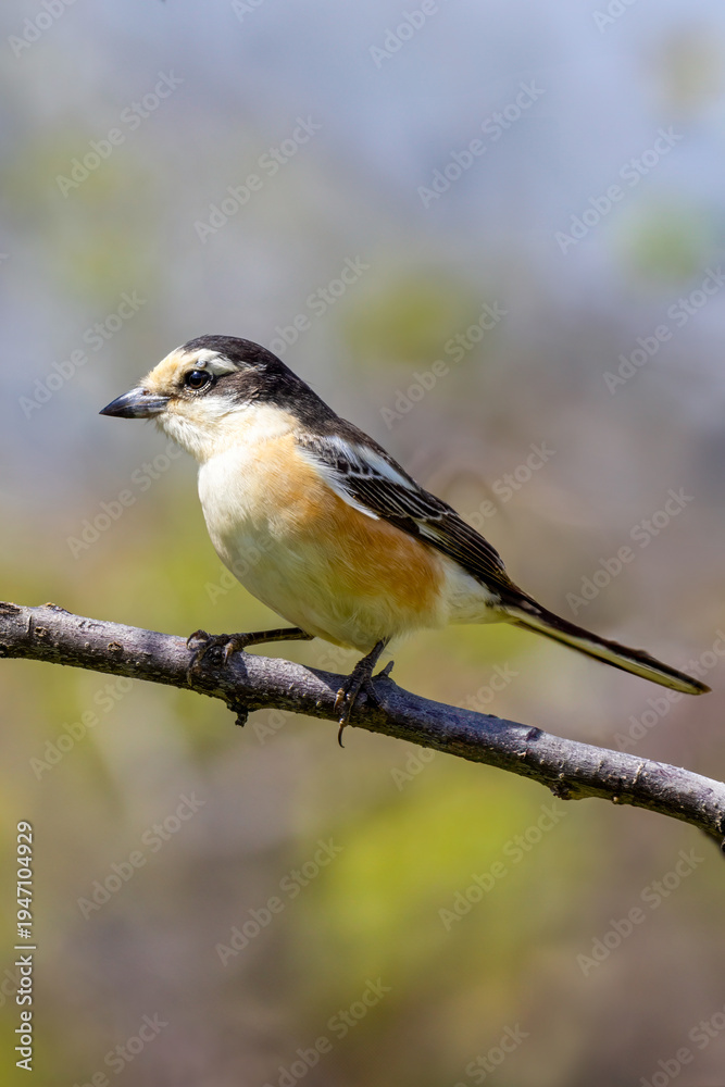 Fototapeta premium masked shrike