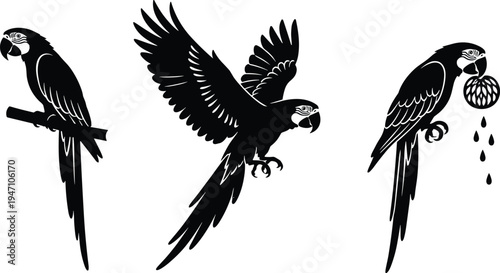 Parrot silhouette set tropical bird flying perched and eating fruit wildlife exotic animal black vector illustration collection isolated