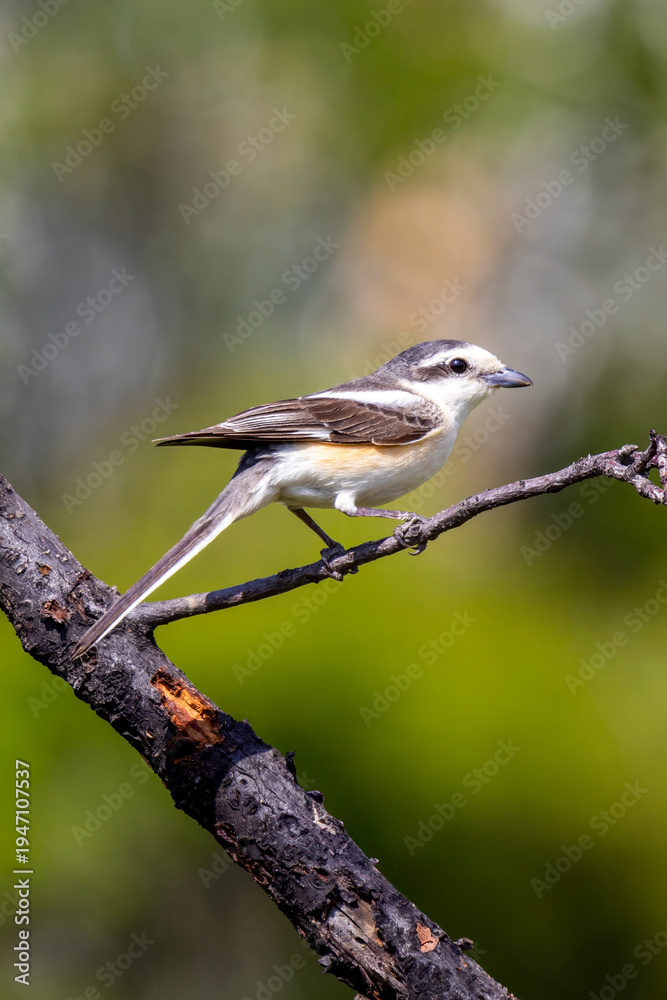 Obraz premium masked shrike