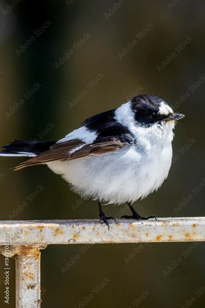 Fototapeta premium collared flycatcher