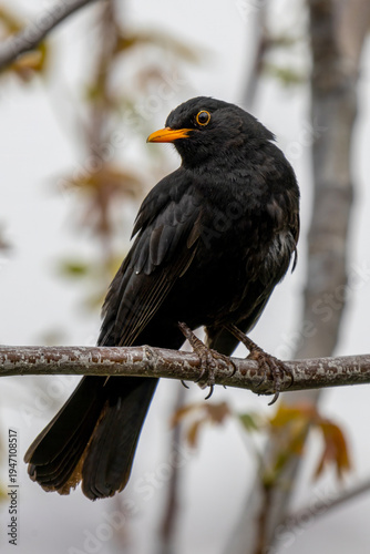Blackbird