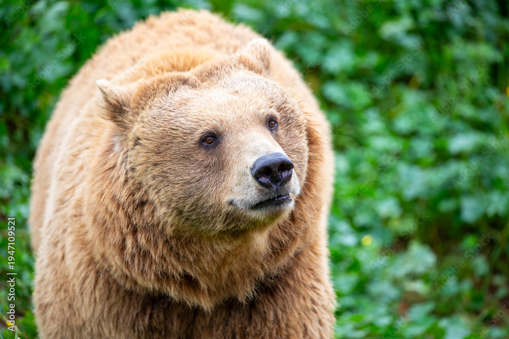 Obraz premium a closeup image of Eurasian brown bear. One of the most common subspecies of the brown bear, and is found in much of Eurasia.