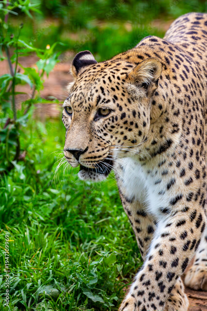 Obraz premium The Persian leopard (Panthera pardus tulliana) is a large leopard subspecies native to Western Asia, known for its strength and striking spotted coat.