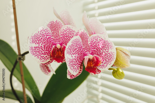 orchid phalenopsis beauty close-up on a window with a blurred background in the sun`s rays