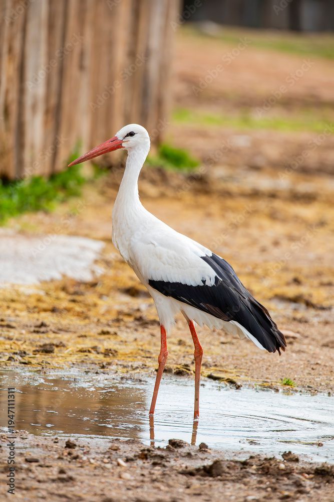 Obraz premium The wild white stork (Ciconia ciconia), it is a large bird in the stork family, Ciconiidae. Its plumage is mainly white, with black on the bird's wings. Adults have long red legs and long pointed red 