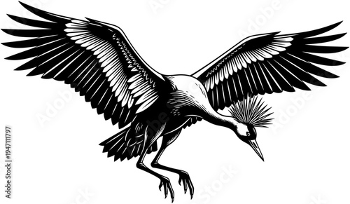 Flying grey crowned crane bird black and white vector illustration isolated on white background, elegant wings spread, wildlife nature art.