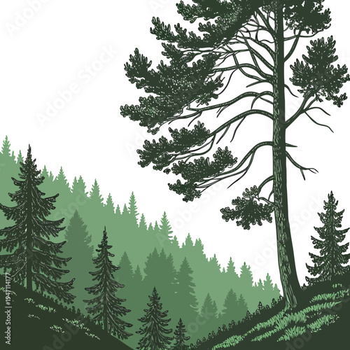 A forest landscape with a large pine tree on a hillside
