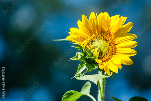 Yellow Sunflower Opening Up