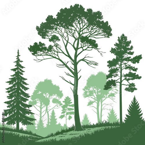A group of trees on a hill