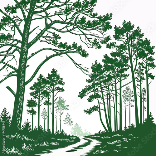 A forest road with tall trees on both sides