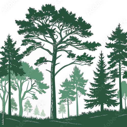 A group of trees on a hill