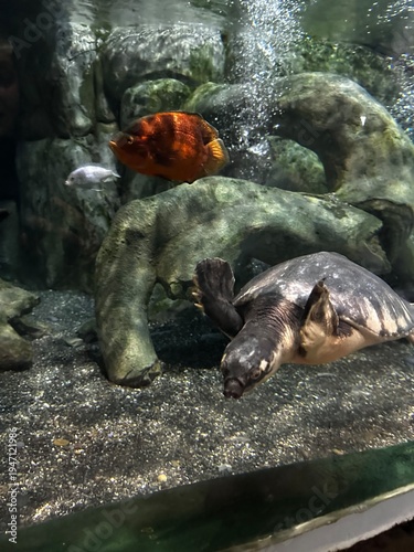 Cuadro en lienzo hippopotamus in the water