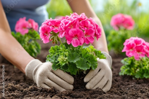 Woman planting pink geranium flowers in garden soil