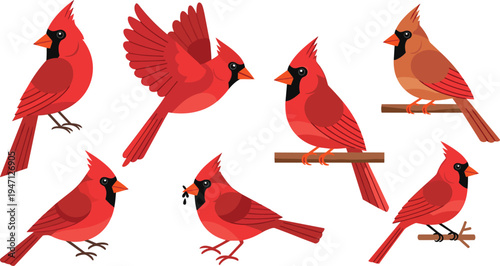 Red Cardinal Bird Illustration Set with Perched and Flying Songbirds, Forest Wildlife Bird Characters and Nature Animal Vector Collection
