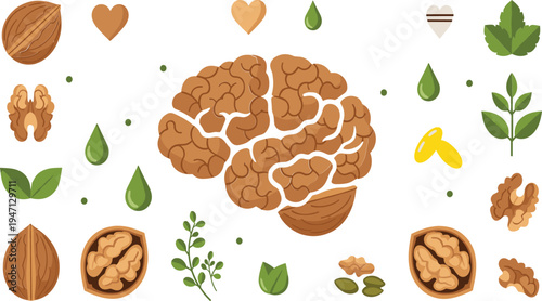 Walnut Brain Concept Illustration with Healthy Nuts, Leaves, Oil Drops and Nutrition Elements for Brain Health Vector Set