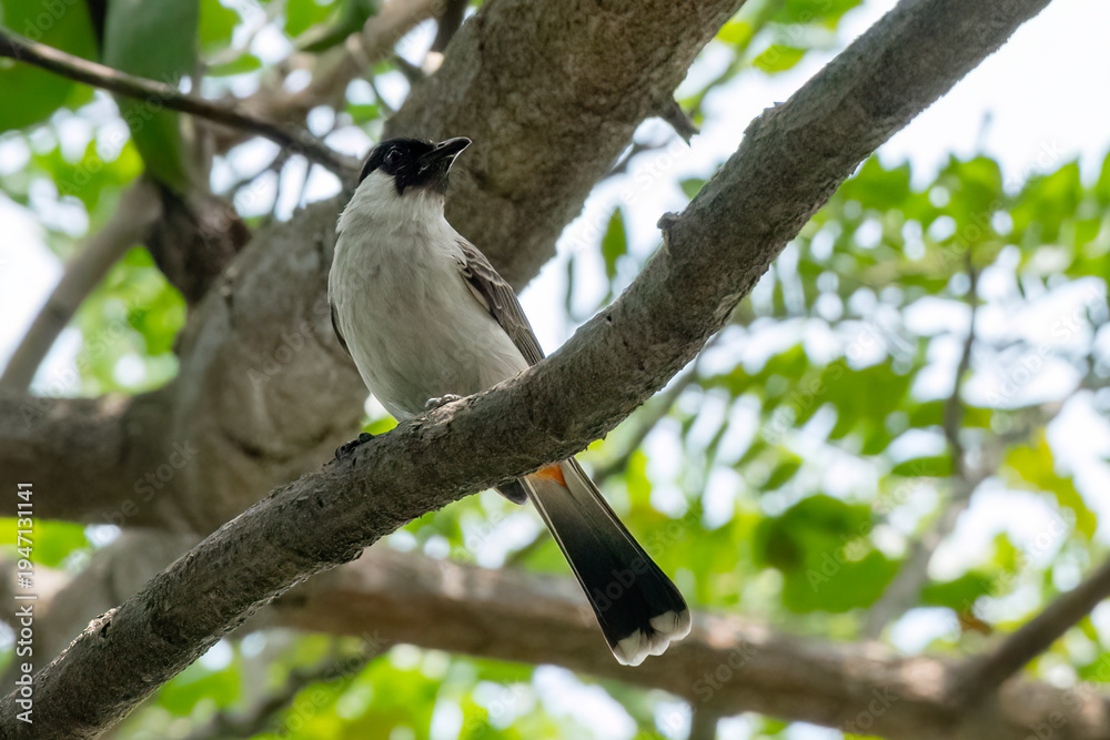 Fototapeta premium Sooty headed bulbul on a tree branch