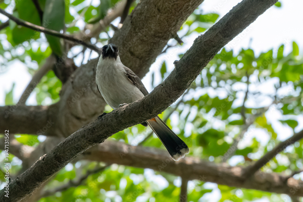 Fototapeta premium Sooty headed bulbul on a tree branch