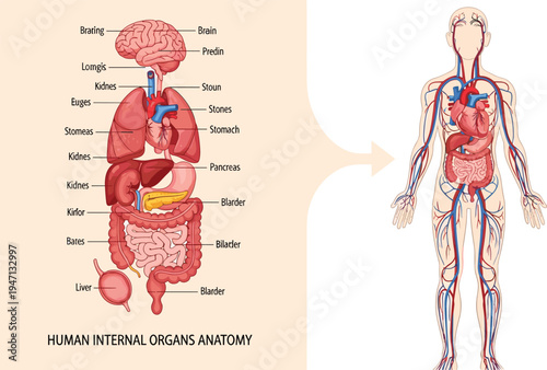 Educational vector illustration of human internal organs anatomy featuring a detailed diagram of the respiratory digestive and circulatory systems with labeled body parts.